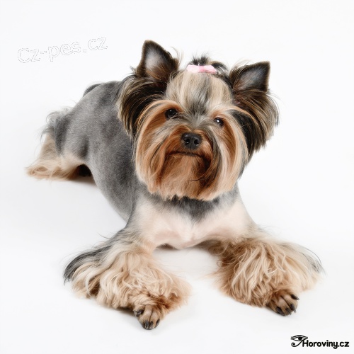 Profesion�ln� fotografie ps�