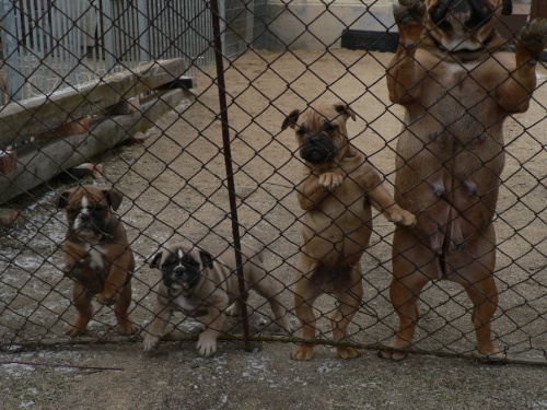 Olde Bulldogge (buldok star�ho typu)