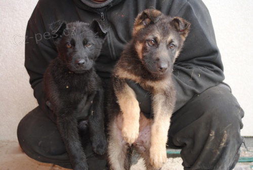 Nmeck ovk-ttka k prodeji.