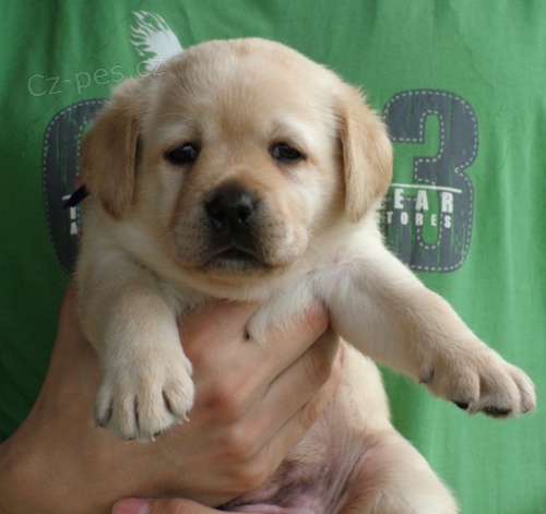 Labradorsk� retriever - �t���tka s PP