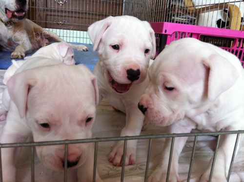 Argentinsk� doga - Dogo Argentino �t�n�tka