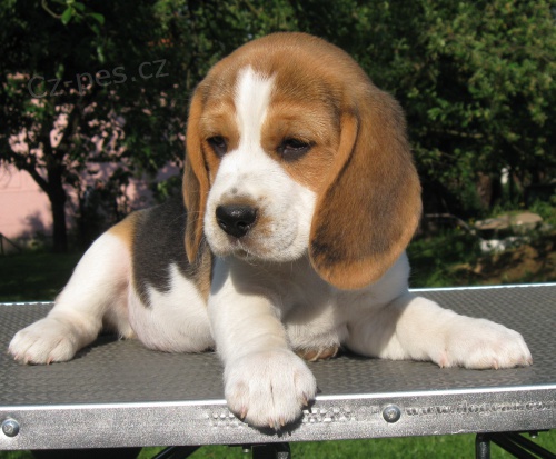 �t��ata beagle s PP