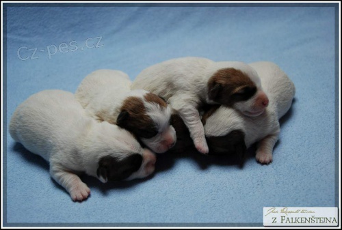 Jack Russell Teri�r - n�dhern� �t���tka