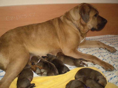 Tosa-Inu prodej �t���tek