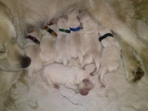 Zlat� Retr�vr - prod�m �t��ata s PP