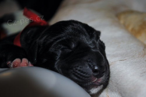 N�meck� doga s PP