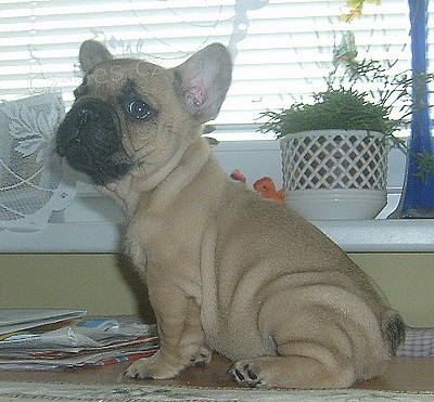 francouzsk� buldo�ek s PP