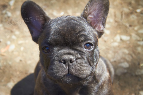 Francouzsk� buldo�ek s PP