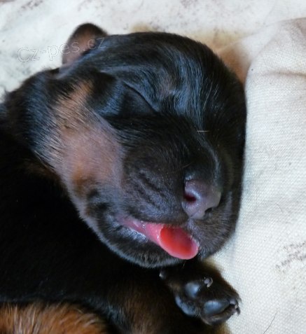 ROTVAJLER - �t��ata