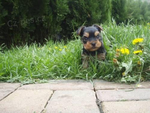 Jork��rsk� teri�r