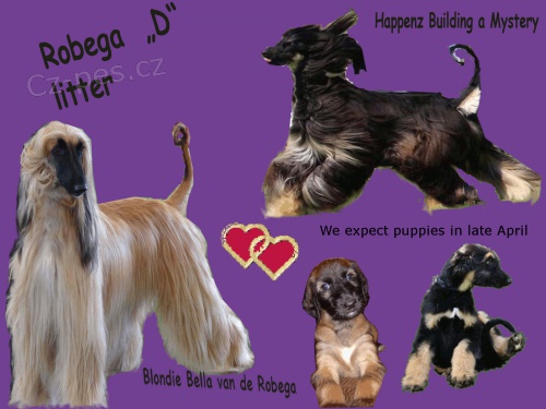 Afg�nsk� chrt - fenky k rezervaci