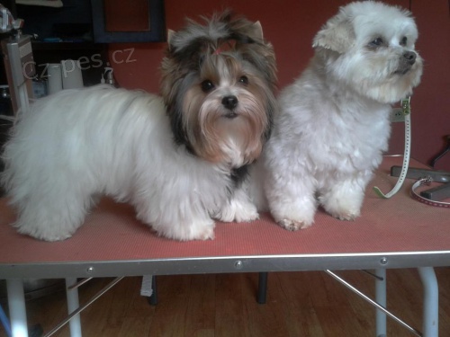 St��h�n� ps� v Olomouci