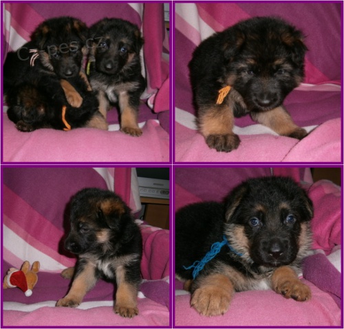 N�meck� ov��k �t��ata s PP