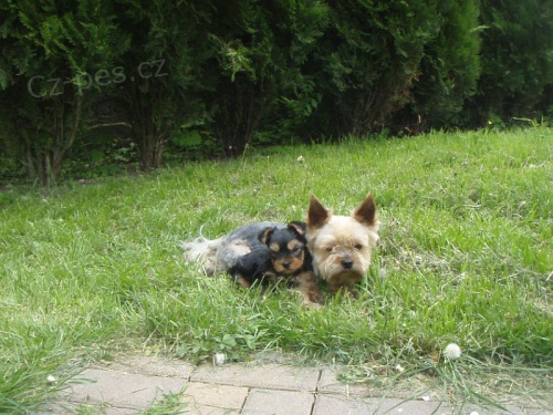 Jork��rsk� teri�r mini