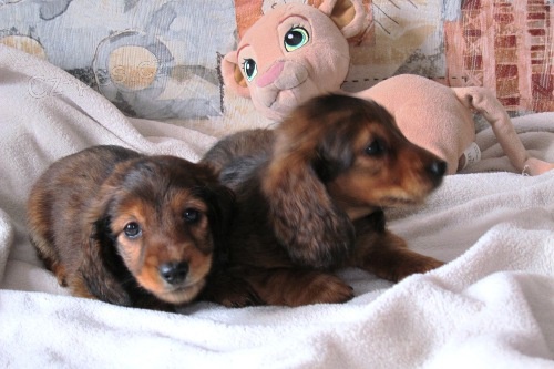 Jezev��k dlouhosrst�