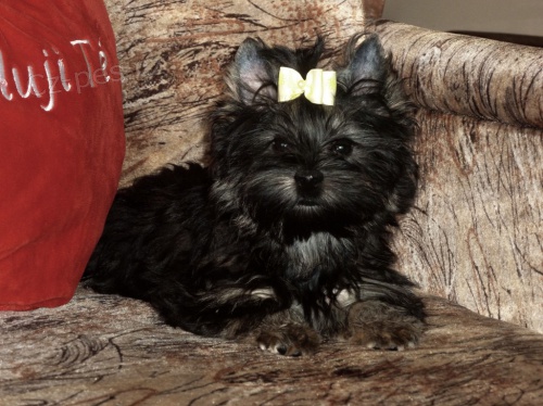 Jorsk��rsk� teri�r - Spaltbiewer s PP IBC