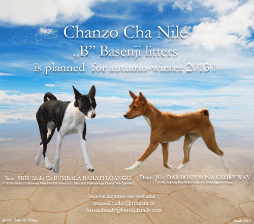 basenji �t��ata