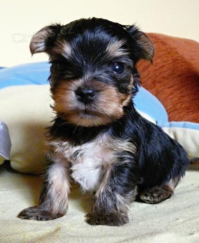 Prod�m pejska - Jork��rsk� teri�r
