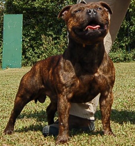 Staford��rsk� bulterier