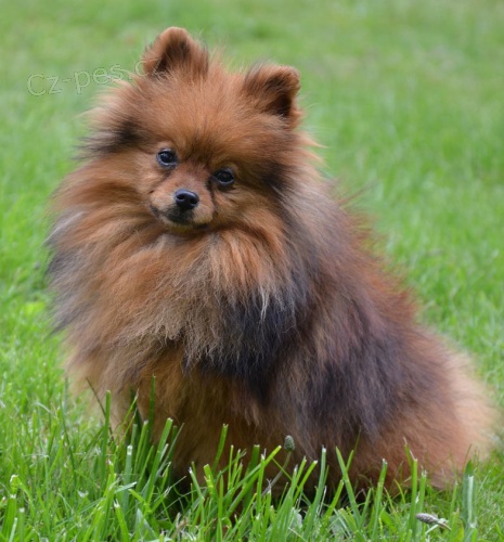 n�meck� �pic trpasli��