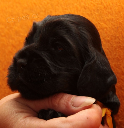 Kr�sn� �t���tka kok��k�