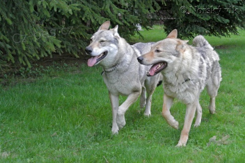 �ESKOSLOVENSK� VL��K, �T��ATA s PP