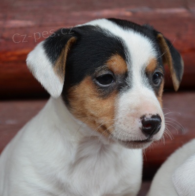 jack russell terier