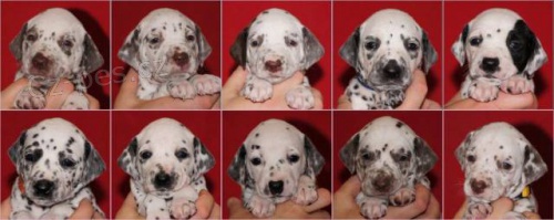 DALMATIN  �t���tka s PP odb�r  �ervenec 2013