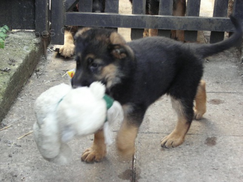 N�meck� ov��k �t��ata s PP