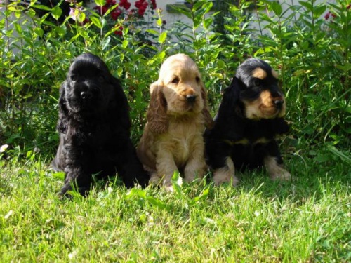 ANGLICK� KOR�PAN�L