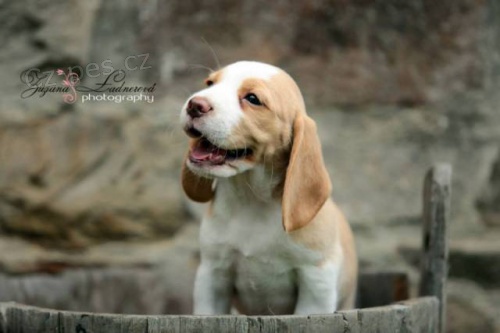 �t��ata b�gla s PP, dv� fene�ky