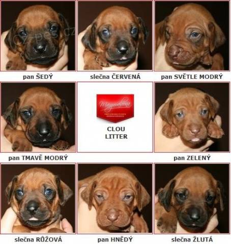 RHOD�SK� RIDGEBACK - vymazlen� �t���tka s PP