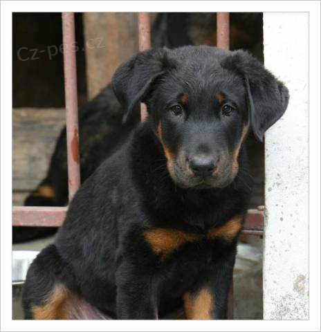Prod�m �t�n� (pejsek) Beaucerona s PP