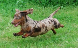 Jezev��k hladkosrst�, �okotygr