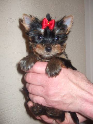 Jork��rsk� teri�r s PP