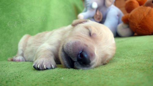 Zlat� retriever s pp !