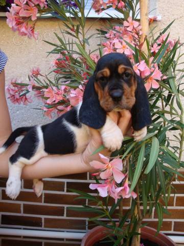 Baset, Basset, Basset Hound Baset, Basset, Basset Hound