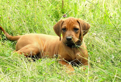 Rhodesk� ridgeback s PP