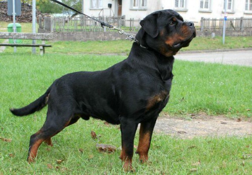 Rotvajler �t��ata s PP