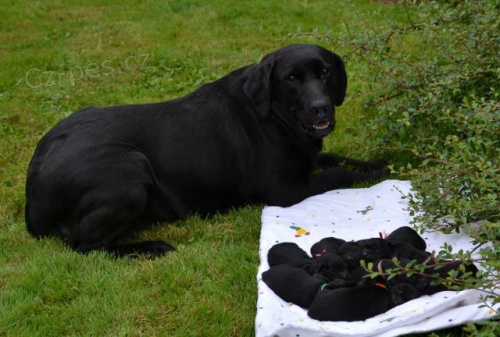 Prod�m �t��ata labradora