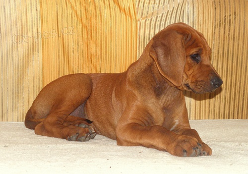 Rhodesk� ridgeback s PP