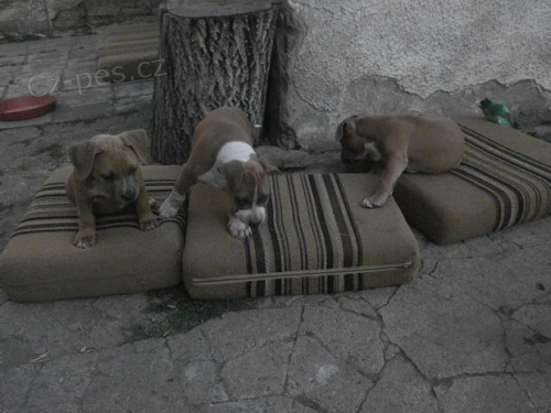 Prod�m �t��ata AMSTAFA s PP