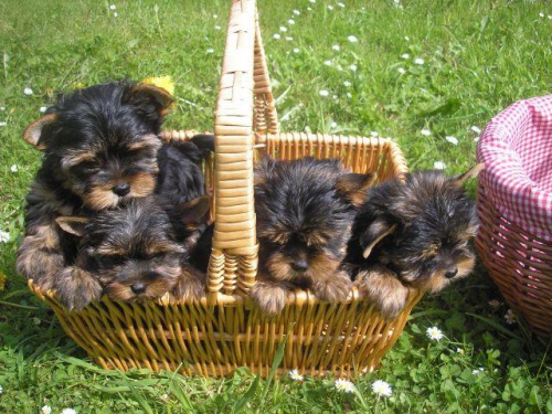 Jork��rsk� teri�r