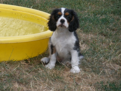 Kaval�rek - trikolor