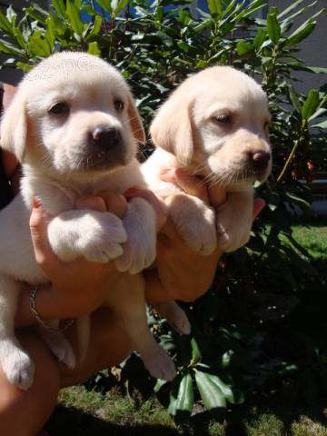 Labrador, Labradorský retrívr Labrador, Labradorský retrívr