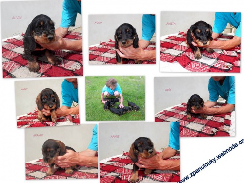 Prod�m �t��ata drsnosrst�ho jezev��ka