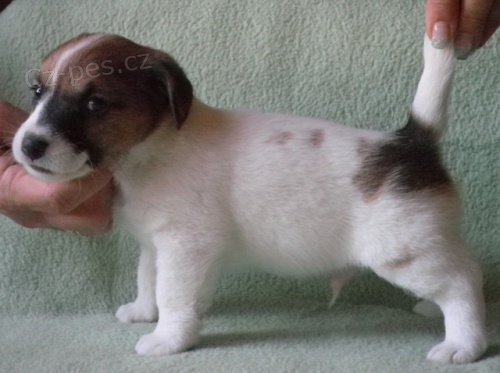 Jack Russell Terrier s PP Jack Russell Terrier s PP