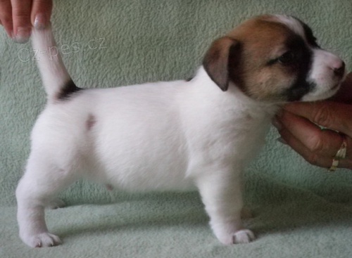 Jack Russell Terrier s PP Jack Russell Terrier s PP
