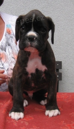 boxer štěňata boxer štěňata