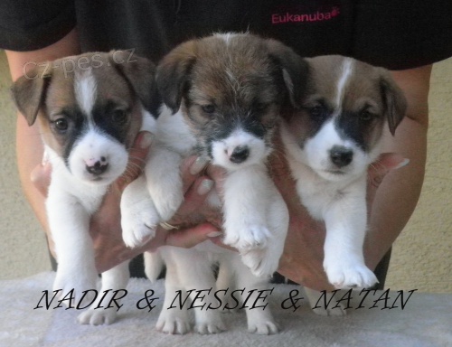 Jack Russell Terrier s PP Jack Russell Terrier s PP